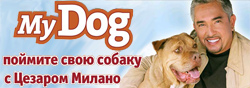  My Dog. Пойми свою собаку с Цезаром Милано 