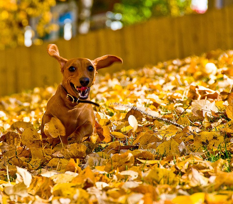 Осень, словно рыжая собака...