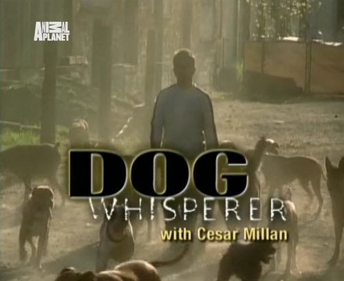 Переводчик с Собачьего с Цезарем Милланом / Dog Whisperer with Cesar Millan (Animal Planet)