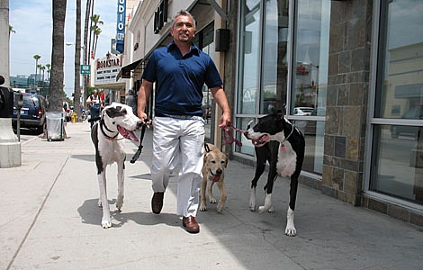 Cesar Millan & dogs