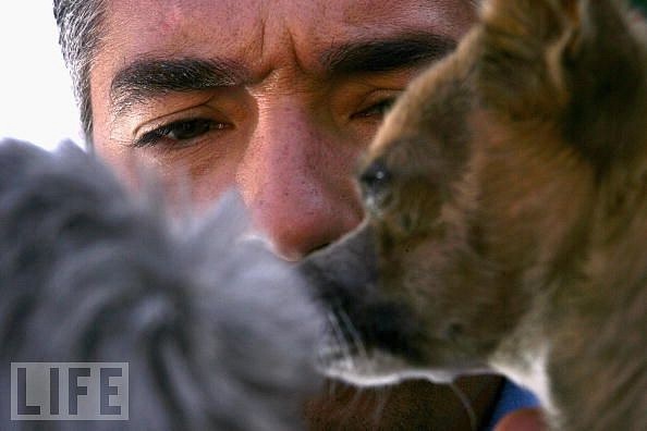 Cesar Millan & dogs