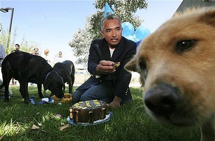 Cesar Millan & Dogs