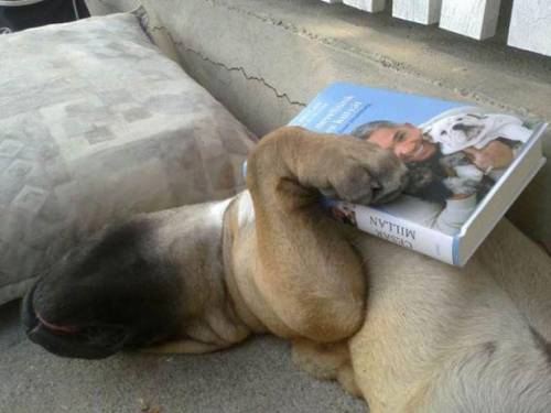 фото щенка, спящим с книгой Цезаря